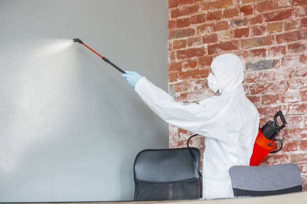 Trusted Rio Verde, AZ Mold Removal Experts