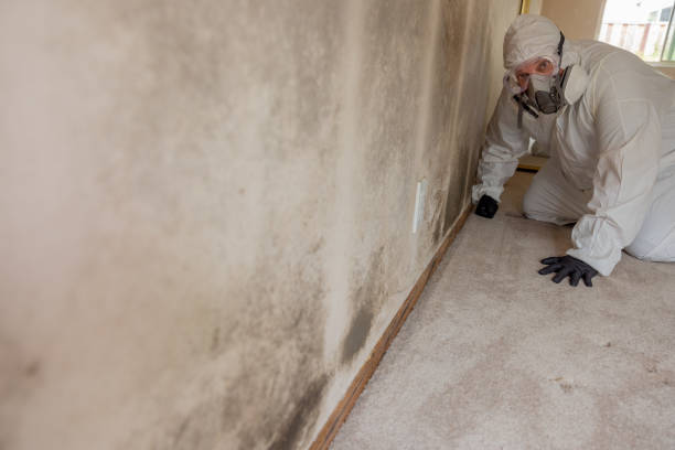 Best Basement Mold Removal  in Rio Verde, AZ